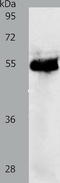KAP1 antibody, TA323986, Origene, Western Blot image 