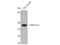Mitogen-Activated Protein Kinase 8 antibody, STJ93805, St John