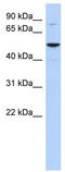 Histone acetyltransferase KAT5 antibody, TA333921, Origene, Western Blot image 