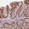 Fibronectin type III domain-containing protein 5 antibody, HPA051290, Atlas Antibodies, Immunohistochemistry frozen image 