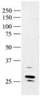 RAD1 Checkpoint DNA Exonuclease antibody, NB100-346, Novus Biologicals, Western Blot image 