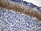 Metabotropic glutamate receptor 4 antibody, LS-C795436, Lifespan Biosciences, Immunohistochemistry paraffin image 