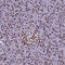 Poly(ADP-Ribose) Polymerase 1 antibody, HPA045168, Atlas Antibodies, Immunohistochemistry frozen image 