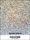 Sodium bicarbonate cotransporter 3 antibody, 61-998, ProSci, Immunohistochemistry paraffin image 