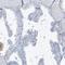 Spermatogenesis Associated 18 antibody, HPA036855, Atlas Antibodies, Immunohistochemistry frozen image 