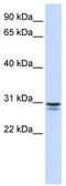 Free fatty acid receptor 1 antibody, TA330390, Origene, Western Blot image 