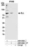 RNA polymerase II elongation factor ELL antibody, A301-645A, Bethyl Labs, Immunoprecipitation image 