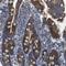 Carbohydrate Sulfotransferase 10 antibody, HPA012884, Atlas Antibodies, Immunohistochemistry frozen image 