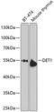 DET1 Partner Of COP1 E3 Ubiquitin Ligase antibody, 24-006, ProSci, Western Blot image 