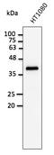 GAPDH antibody, AB0049-500, Origene, Western Blot image 