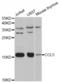 C-C Motif Chemokine Ligand 5 antibody, TA332802, Origene, Western Blot image 