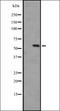 Cyclin Dependent Kinase 18 antibody, orb335483, Biorbyt, Western Blot image 