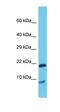 Cinc1 antibody, orb331567, Biorbyt, Western Blot image 