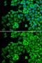 HCK Proto-Oncogene, Src Family Tyrosine Kinase antibody, GTX32645, GeneTex, Immunofluorescence image 