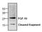 Fibroblast growth factor 10 antibody, TA319024, Origene, Western Blot image 
