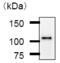 Chromodomain Helicase DNA Binding Protein 1 Like antibody, ab51324, Abcam, Immunoprecipitation image 