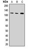 Exportin For TRNA antibody, LS-C668153, Lifespan Biosciences, Western Blot image 