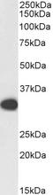 PCNA antibody, orb341496, Biorbyt, Western Blot image 