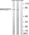 Rho guanine nucleotide exchange factor 7 antibody, A02764, Boster Biological Technology, Western Blot image 