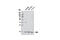 Protein Dr1 antibody, 6447S, Cell Signaling Technology, Western Blot image 