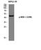 Mitogen-Activated Protein Kinase Kinase 1 antibody, STJ90489, St John