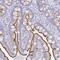 Solute Carrier Family 5 Member 1 antibody, NBP2-38748, Novus Biologicals, Immunohistochemistry frozen image 