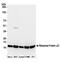 Ribosomal Protein L17 antibody, A305-008A, Bethyl Labs, Western Blot image 