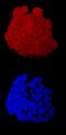 Folate Receptor Beta antibody, AF5697, R&D Systems, Immunofluorescence image 