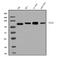 Diacylglycerol Kinase Zeta antibody, A06678-2, Boster Biological Technology, Western Blot image 