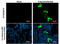 S-tag epitope tag antibody, GTX629074, GeneTex, Immunocytochemistry image 