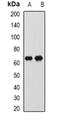 CTNNBL1 antibody, orb341113, Biorbyt, Western Blot image 