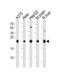 Inosine Triphosphatase antibody, 61-724, ProSci, Western Blot image 