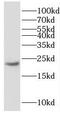 GM2 Ganglioside Activator antibody, FNab03517, FineTest, Western Blot image 
