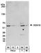 DDX19B antibody, A300-546A, Bethyl Labs, Western Blot image 