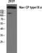 Sodium Voltage-Gated Channel Alpha Subunit 9 antibody, STJ94332, St John