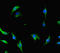 CCR4-NOT Transcription Complex Subunit 1 antibody, LS-C677570, Lifespan Biosciences, Immunofluorescence image 