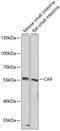 Carbonic Anhydrase 9 antibody, 15-147, ProSci, Western Blot image 