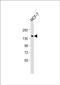 Protein SCAF8 antibody, PA5-49488, Invitrogen Antibodies, Western Blot image 