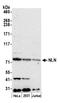 Neurolysin antibody, A305-581A-M, Bethyl Labs, Western Blot image 