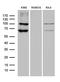 TTK Protein Kinase antibody, TA811813S, Origene, Western Blot image 