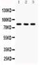 Sp3 Transcription Factor antibody, PA5-80057, Invitrogen Antibodies, Western Blot image 