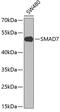 SMAD Family Member 7 antibody, 13-698, ProSci, Western Blot image 