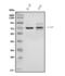 CD218b antibody, A06457-2, Boster Biological Technology, Western Blot image 