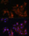 Dystrophin antibody, 15-377, ProSci, Immunofluorescence image 