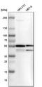 Serine Hydroxymethyltransferase 2 antibody, HPA020543, Atlas Antibodies, Western Blot image 