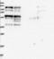 Phosphatase and actin regulator 4 antibody, NBP1-82267, Novus Biologicals, Western Blot image 