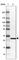 Proteasome 26S Subunit, Non-ATPase 9 antibody, HPA044220, Atlas Antibodies, Western Blot image 