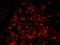 BRCA1 DNA Repair Associated antibody, IHC-00278, Bethyl Labs, Immunofluorescence image 