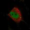 WW Domain Binding Protein 4 antibody, PA5-58612, Invitrogen Antibodies, Immunofluorescence image 