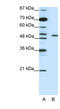 MPN Domain Containing antibody, orb324692, Biorbyt, Western Blot image 